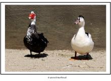 Canard de Barbarie (Andros)