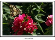 Machaon (Tinos)