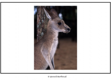 AUSTRALIE