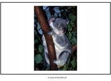 AUSTRALIE