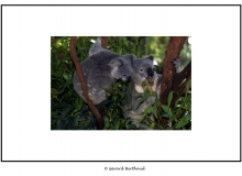 AUSTRALIE
