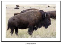 GRAND TETON