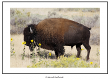 YELLOWSTONE