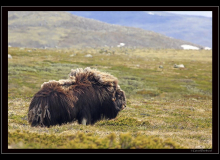 Boeuf musqué (parc national Dovrefjell)