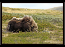 Boeuf musqué (parc national Dovrefjell)