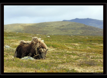 Boeuf musqué (parc national Dovrefjell)