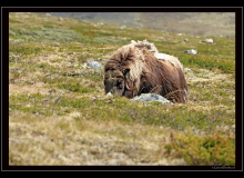 Boeuf musqué (parc national Dovrefjell)