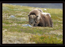 Boeuf musqué (parc national Dovrefjell)