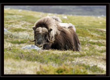 Boeuf musqué (parc national Dovrefjell)