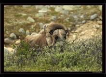 Boeuf musqué (parc national Dovrefjell)