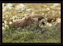 Boeuf musqué (parc national Dovrefjell)