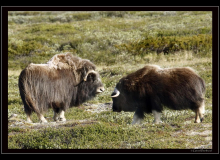 Boeuf musqué (parc national Dovrefjell)