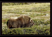 Boeuf musqué (parc national Dovrefjell)