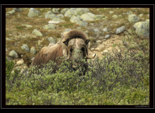 Boeuf musqué (parc national Dovrefjell)