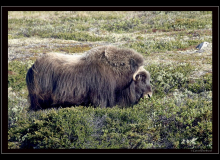 Boeuf musqué (parc national Dovrefjell)