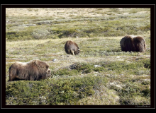 Boeuf musqué (parc national Dovrefjell)