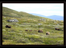 Boeuf musqué (parc national Dovrefjell)