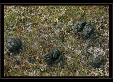 Boeuf musqué (parc national Dovrefjell)