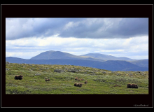 Boeuf musqué (parc national Dovrefjell)
