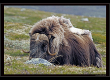 Boeuf musqué (parc national Dovrefjell)