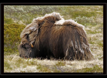 Boeuf musqué (parc national Dovrefjell)