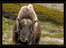 Boeuf musqué (parc national Dovrefjell)