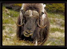 Boeuf musqué (parc national Dovrefjell)