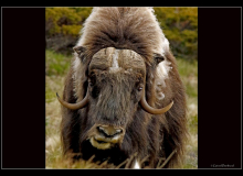 Boeuf musqué (parc national Dovrefjell)