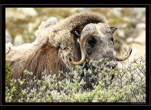 Boeuf musqué (parc national Dovrefjell)