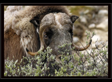 Boeuf musqué (parc national Dovrefjell)