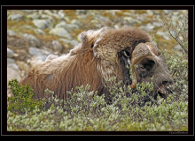 Boeuf musqué (parc national Dovrefjell)