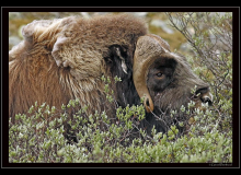 Boeuf musqué (parc national Dovrefjell)