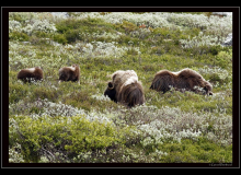 Boeuf musqué (parc national Dovrefjell)