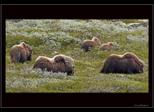 Boeuf musqué (parc national Dovrefjell)