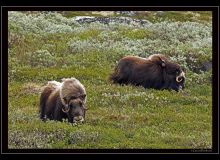 Boeuf musqué (parc national Dovrefjell)