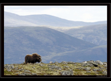 Boeuf musqué (parc national Dovrefjell)