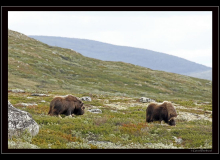 Boeuf musqué (parc national Dovrefjell)