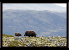 Boeuf musqué (parc national Dovrefjell)