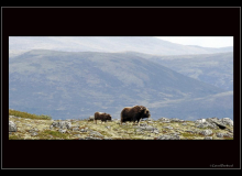 Boeuf musqué (parc national Dovrefjell)