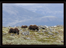 Boeuf musqué (parc national Dovrefjell)