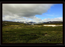 Boeuf musqué (parc national Dovrefjell)