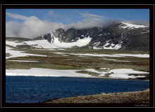 Boeuf musqué (parc national Dovrefjell)