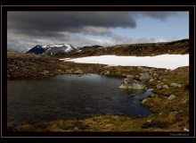 Boeuf musqué (parc national Dovrefjell)