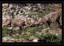 Bouquetin dans la region de Pavis