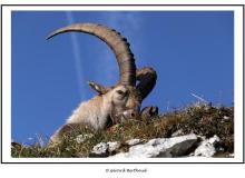 Bouquetin (Region Bas-Valais)