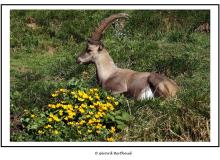 Bouquetin dans la region de Pavis