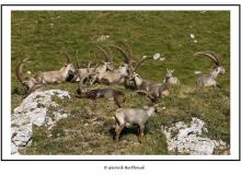 Bouquetin dans la region de Pavis