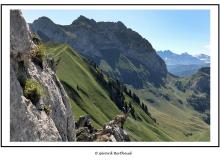 Bouquetin dans la region de Pavis