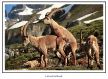 Bouquetin a Salanfe