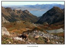 Bouquetin au col de Pavis.